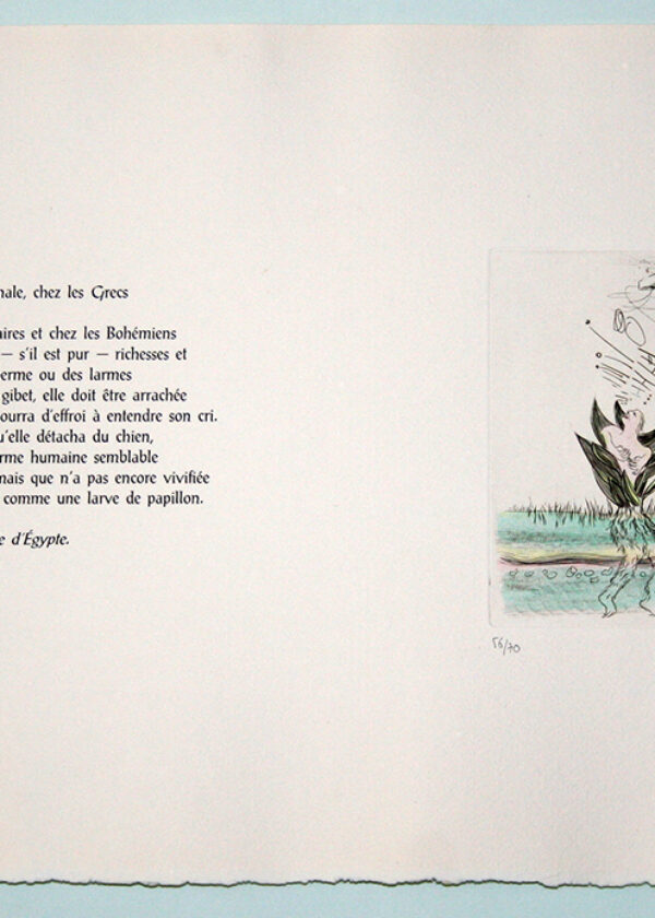 Image de l'estampe Mandradore
